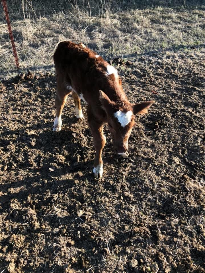 Heart calf